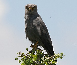 Graufalken, Grey Kestrel, Falco ardosiacus